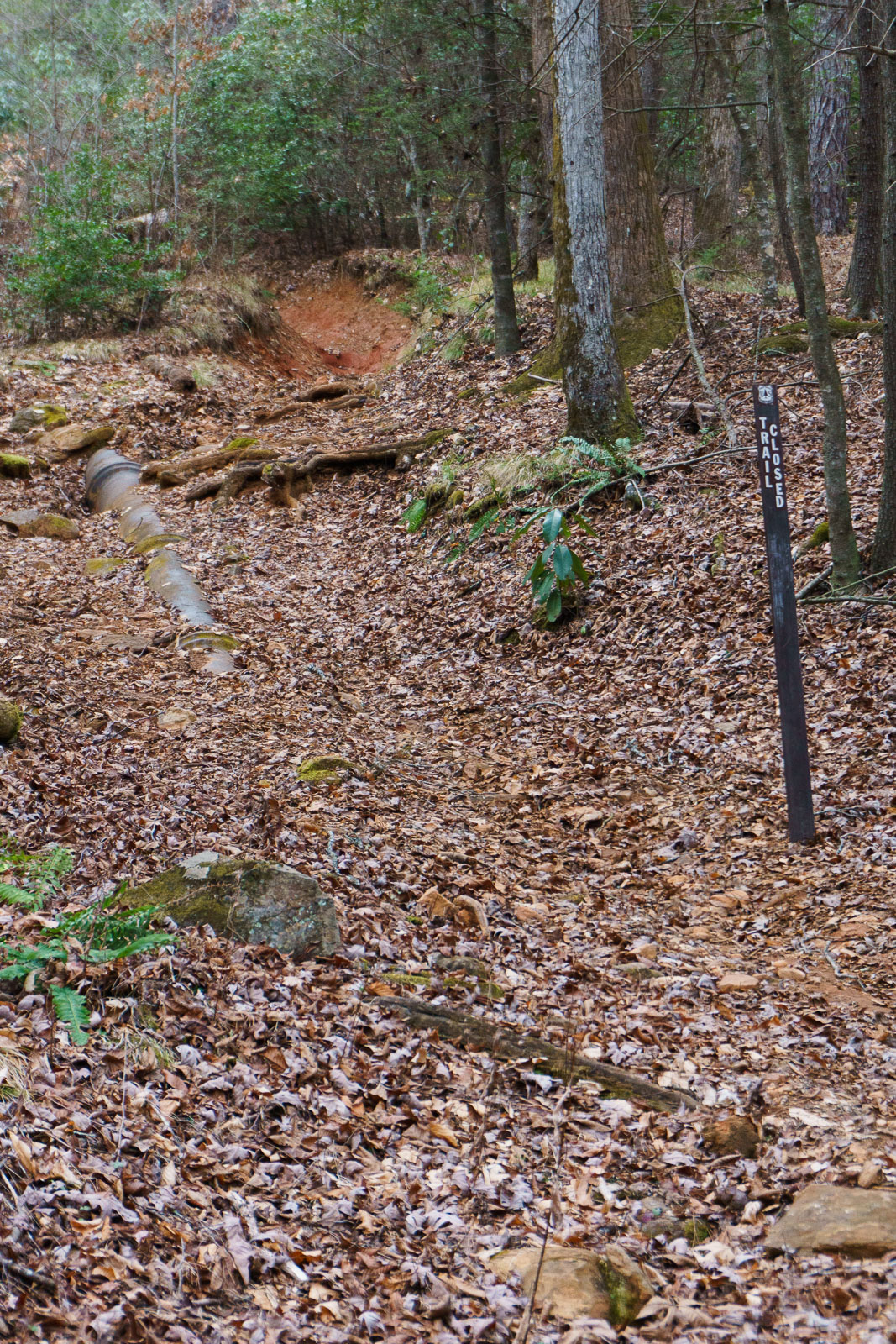 Lower Trace Ridge Old Eroded Trail