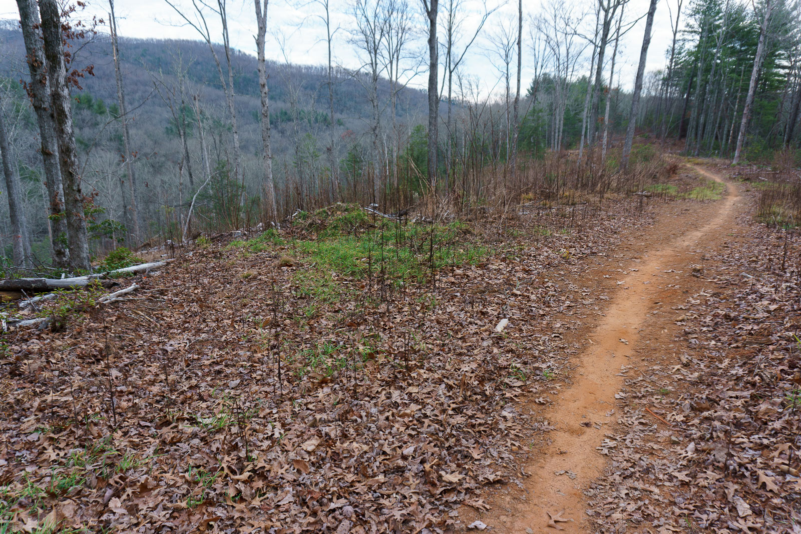 Lower Trace Ridge Trail Clearing