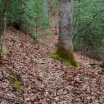 Lower Trace Ridge Trail Reroute