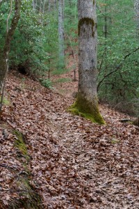 Lower Trace Ridge Trail Reroute