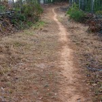 Lower Trace Ridge trail on an old road.