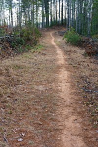 Lower Trace Ridge trail on an old road.