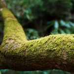 Mossy Rhododendron Branch