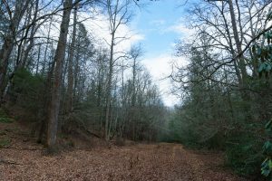 North Mills River Trail through Clearing