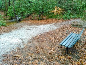 Resting Bench on the Toms Creek Falls Trail