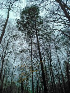 Hemlock at Toms Creek Falls