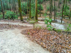 Loopy Trail at Toms Creek Falls