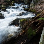 Tributary of Thompson Creek