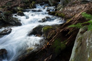 Tributary of Thompson Creek