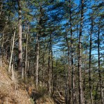 Pines on Lover's Leap Ridge