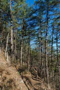 Pines on Lover's Leap Ridge