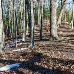 Lingering Snow on Lover's Leap Ridge