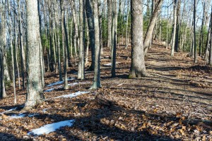 Lingering Snow on Lover's Leap Ridge