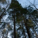 Tall Hemlocks on the Pump Gap Loop trail