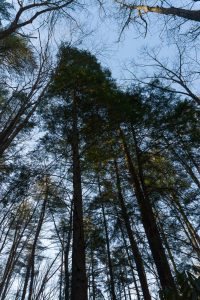 Tall Hemlocks on the Pump Gap Loop trail