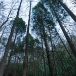 Tall Trees beside Pump Gap Loop Trail