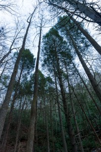 Tall Trees beside Pump Gap Loop Trail