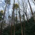 Tall Trees beside Pump Gap Loop Trail