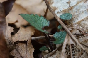 Early Spring Growth