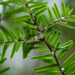 Hemlock Wooly Adelgid in Shope Creek