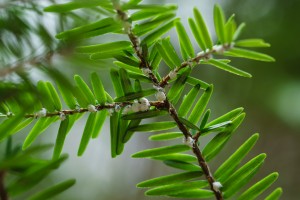 Hemlock Wooly Adelgid in Shope Creek