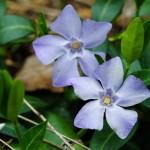 Periwinkle Flower