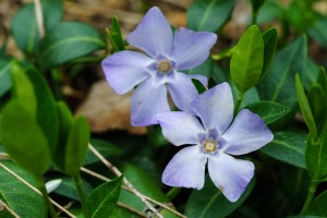 Periwinkle Flower