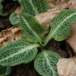 Rattlesnake Plantain Leaves