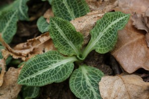 Rattlesnake Plantain Leaves