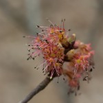 Red Maple Bloom