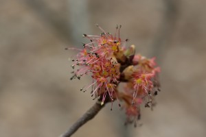 Red Maple Bloom