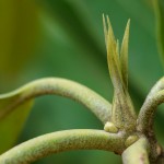 Rhododendron Bud
