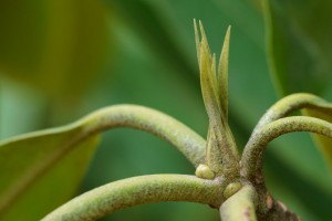 Rhododendron Bud