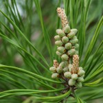 Shortleaf Pine Flowers