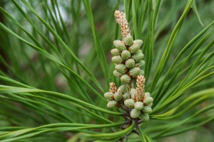 Shortleaf Pine Flowers