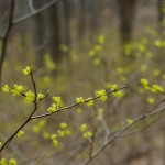 Spicebush in the Understory