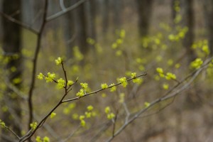 Spicebush in the Understory