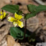 Halberdleaf Yellow Violet