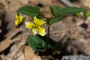 Halberdleaf Yellow Violet