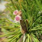 New Growth on Pines