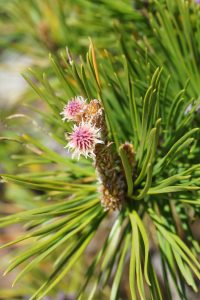 New Growth on Pines
