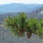 New Growth on Pines