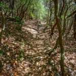 Twisted Mountain Laurel Tunnel