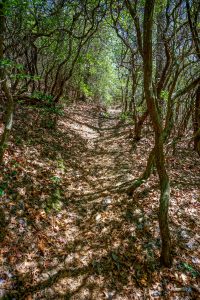 Twisted Mountain Laurel Tunnel