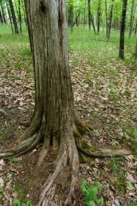 Cedar Tree on Stone Mountain