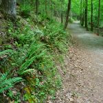 Stone Mountain Loop Trail Lush Woods