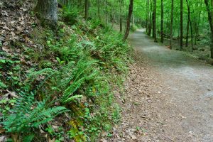 Stone Mountain Loop Trail Lush Woods