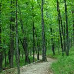 Stone Mountain Trail near Summit