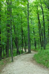 Stone Mountain Trail near Summit