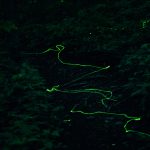 Blue Ghost Fireflies in a Zipper Line